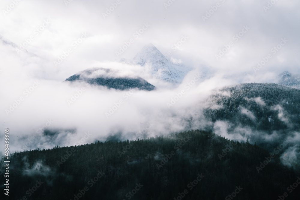 Foggy natural landscape with coniferous forest on hillside