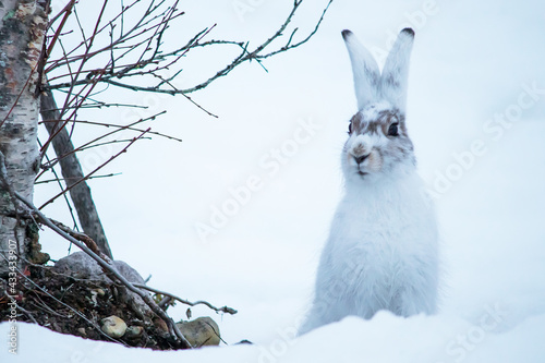 Arctic hare, showing off its middle-season coat. photo