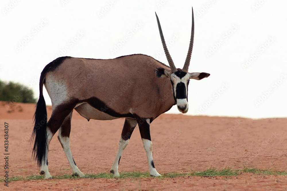 Wild african animal. Lonely Oryx walks through the Namib desert Wild african animal. Lonely Oryx walks through the Namib desert