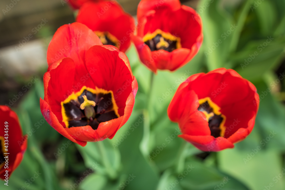 The first spring red tulips grow in the ground