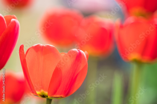 Red tulips  blurred natural background