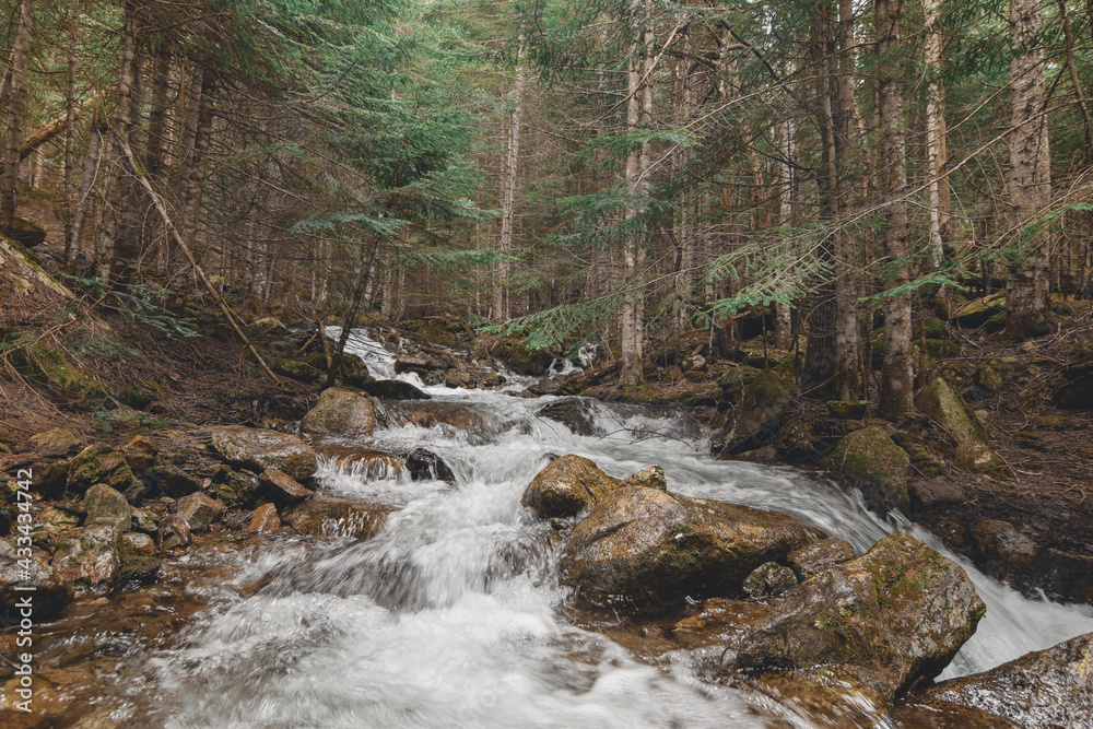 river surrounded by stones in forest river surrounded by stones in forest