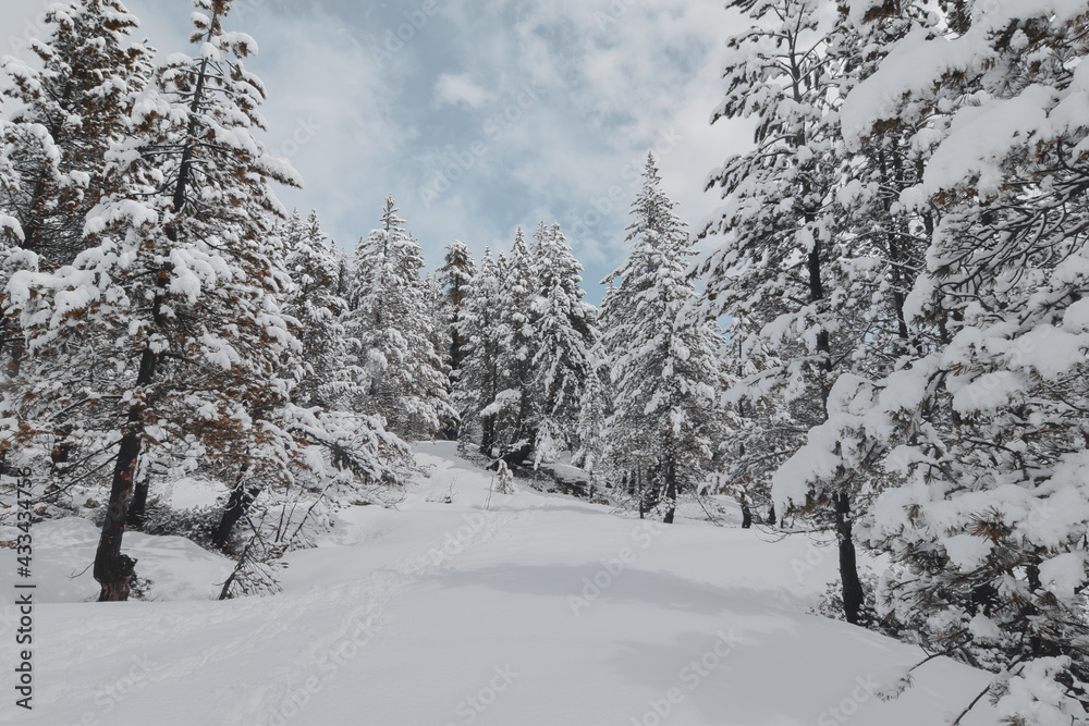 Snowy high mountain grove Snowy high mountain grove