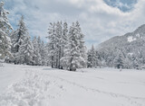 Snowy high mountain grove