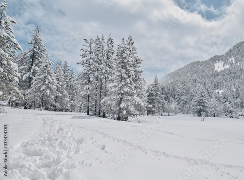 Snowy high mountain grove