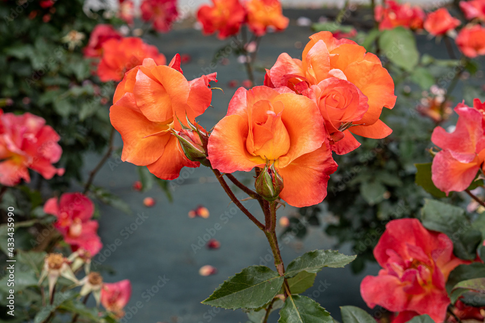 orange rose on a green background