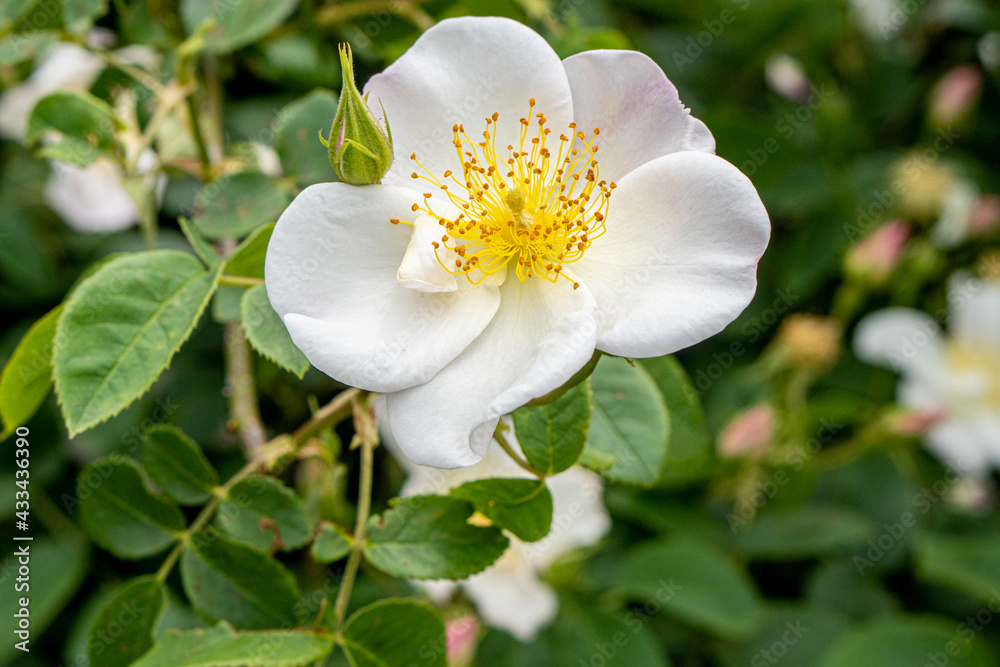 Obraz premium White roses in the flower garden