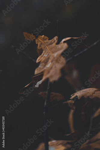 frost on the leaf