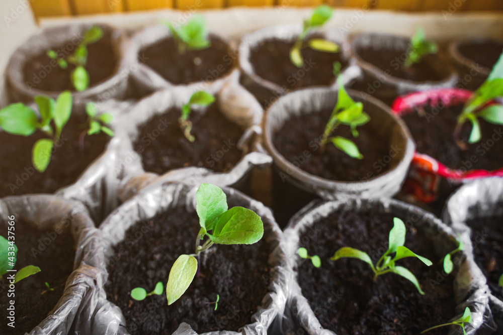 Seedlings in the ground stand on the window Seedlings in the ground stand on the window