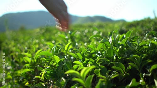 Woman harvesting fresh green tea leaves on tea plantation farm field with mountain background