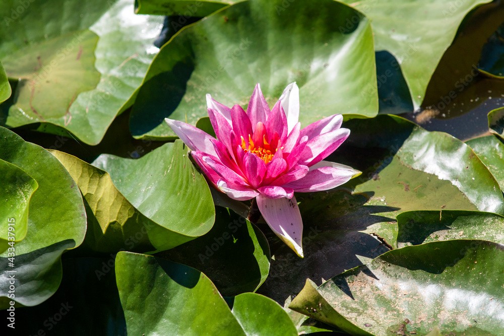 Nénuphar en fleur Nénuphar en fleur