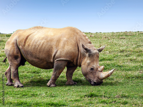 Rhinoc  ros dans la plaine 