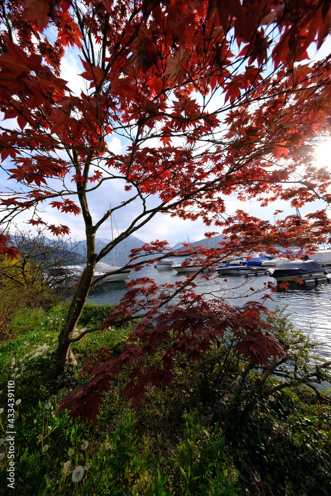 Obraz premium A tree and the harbour of Vitznau. The 27th April 2021, Switzerland.