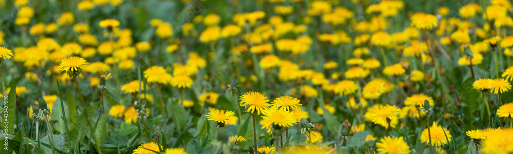 Dandelion field with grass close up view banner, selective soft focus
Dandelion field with grass close up view banner, selective soft focus