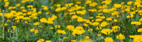 Dandelion field with grass close up view banner  selective soft focus 