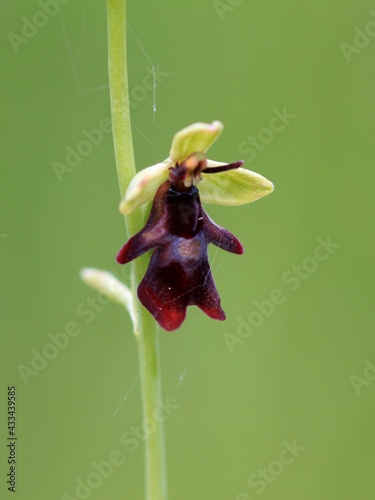 Fliegen Ragwurz(Ophrys insktifera) photo