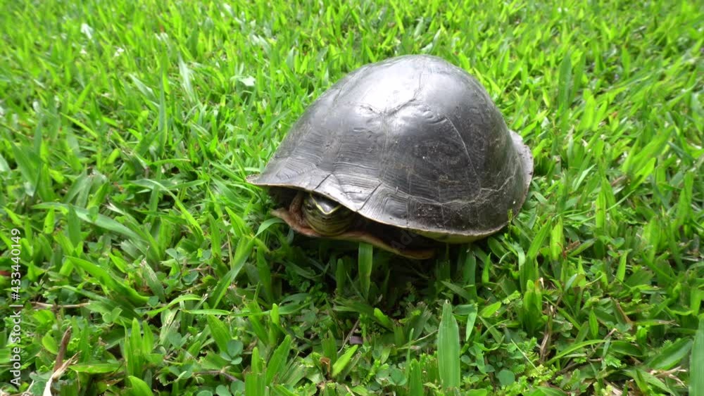 Wild malaysian box turtle showing her head on the green grass 