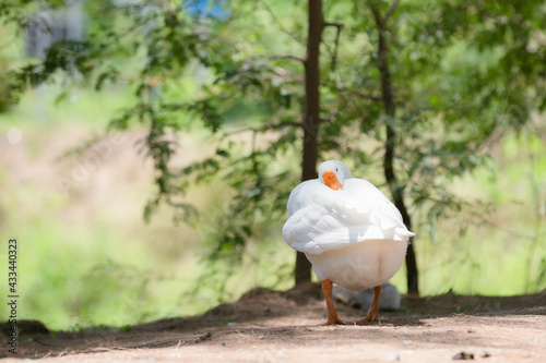 goose
Poultry
outdoor
