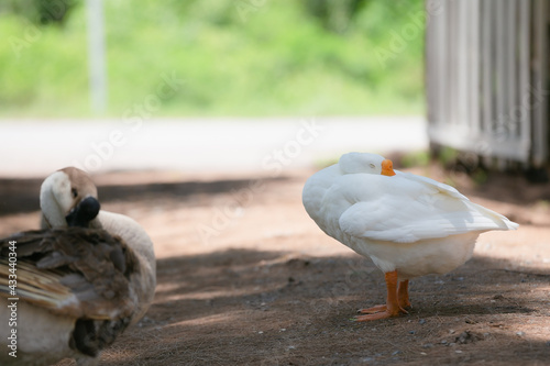 goose
Poultry
outdoor
