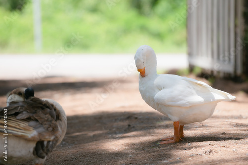 goose
Poultry
outdoor