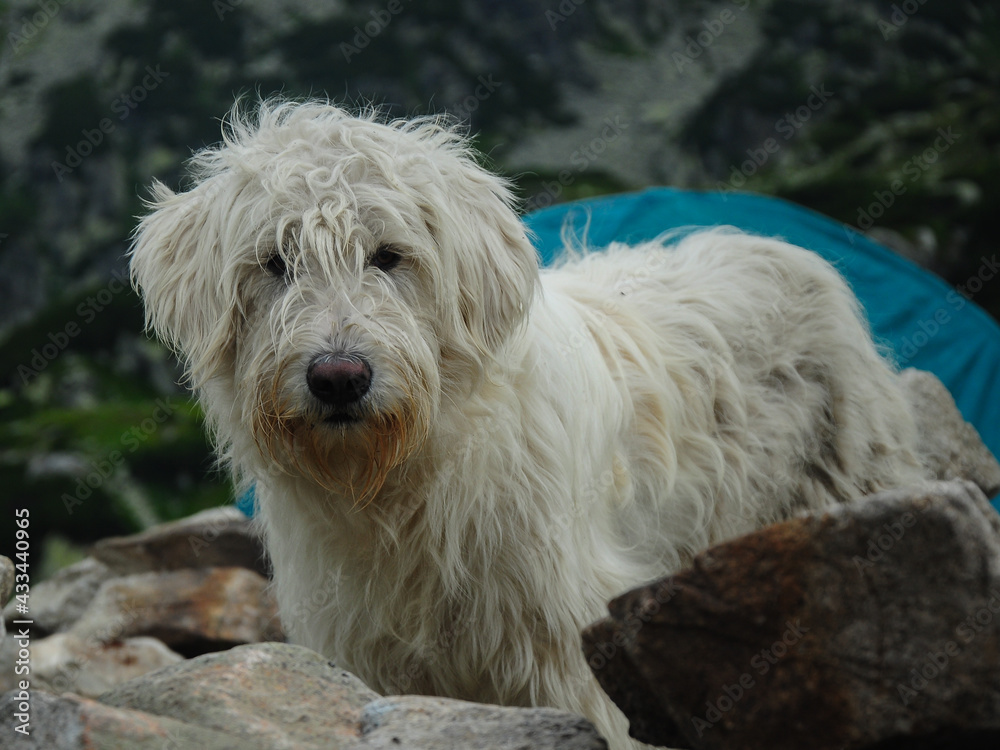 Close up portrait of a sheepdog. The dog wanders in an alpine area looking for treats from hikers. Retezat Massif, Carpathia, Romania.