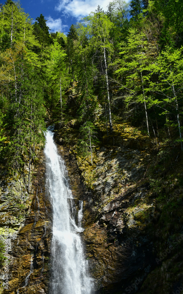Vertical panorama of Scorusu waterfall flowing out of the spruce forest on a vertical cliff. Capatanii Mountains, Carpathians, Romania.
