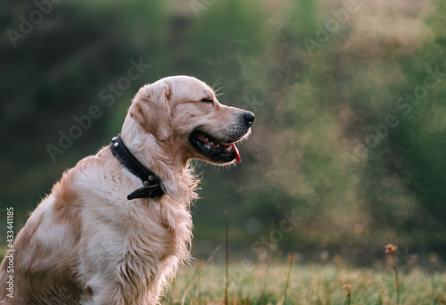 Beige fluffy dog meets the sunrise in nature. Golden retriever in the morning fog in a green meadow.