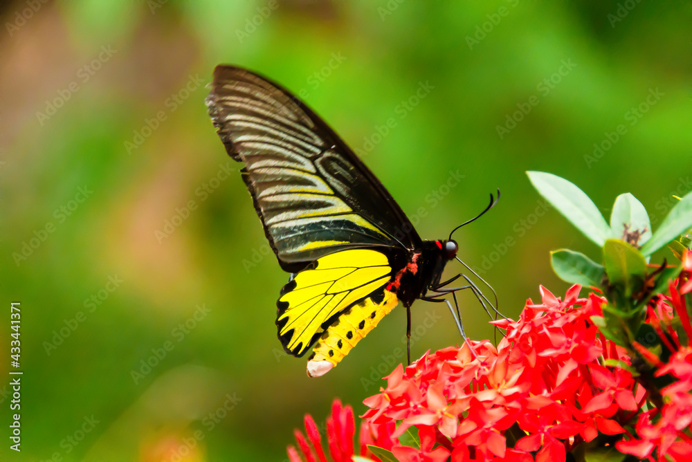 The butterfly is looking for its food. The butterfly is looking for its food.