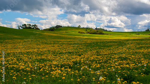 Landscape panorama of a blooming dandelion meadow in the Eifel 