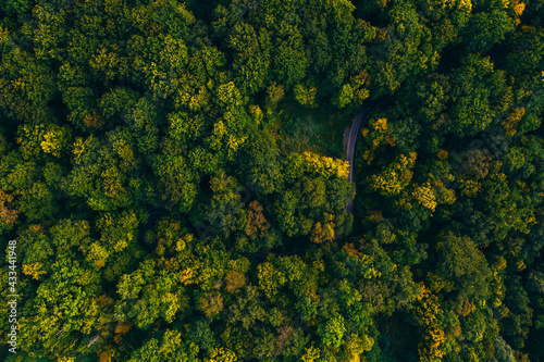 Aerial view of autumn colorful tree tops and pines.