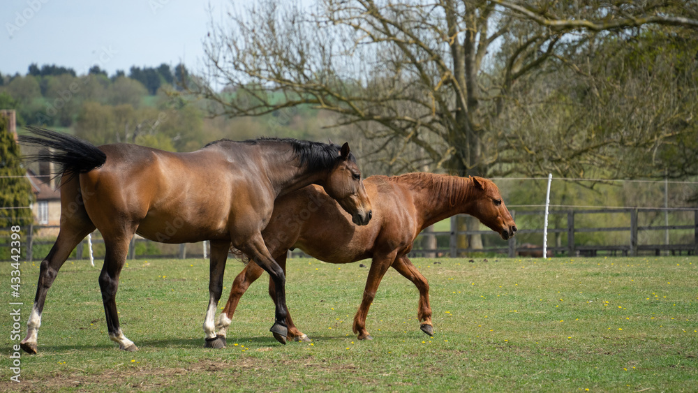 Horses Horses
