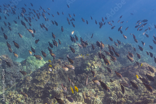School of fish swimming over coral reef in tropical ocean