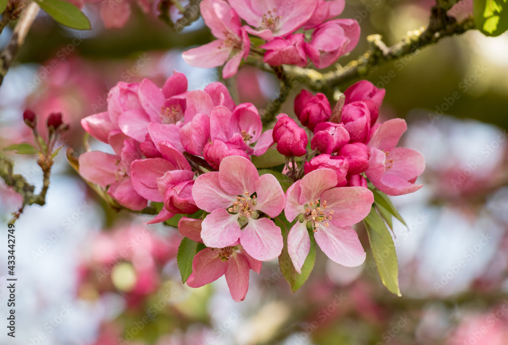 Pink blossoms on a crabapple tree in spring