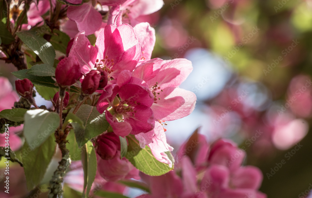 Pink blossoms on a crabapple tree in spring