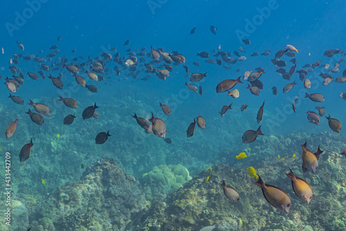 Fototapeta Naklejka Na Ścianę i Meble -  School of fish swimming over coral reef in tropical ocean