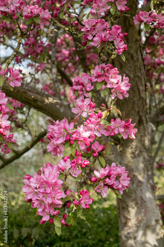 Pink blossoms on a crabapple tree in spring