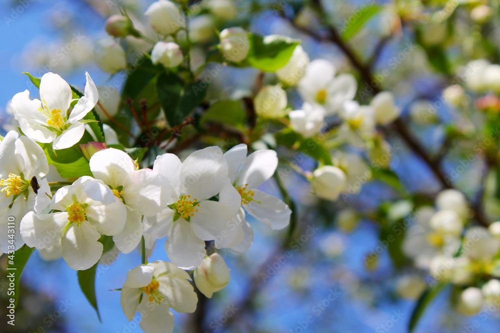 blossom apple tree. Spring. White flower blossom apple tree. Spring. White flower