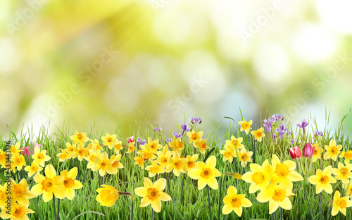 Beautiful blooming yellow daffodils outdoors on sunny day © New Africa