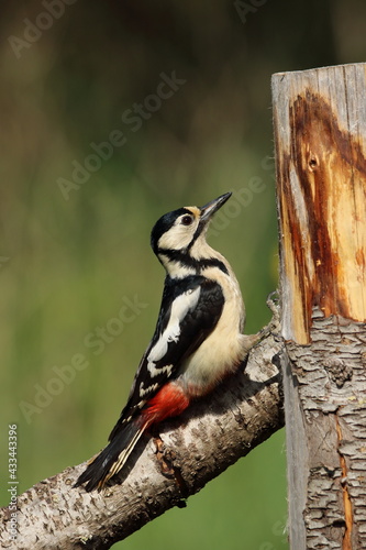 Great spotted woodpecker.