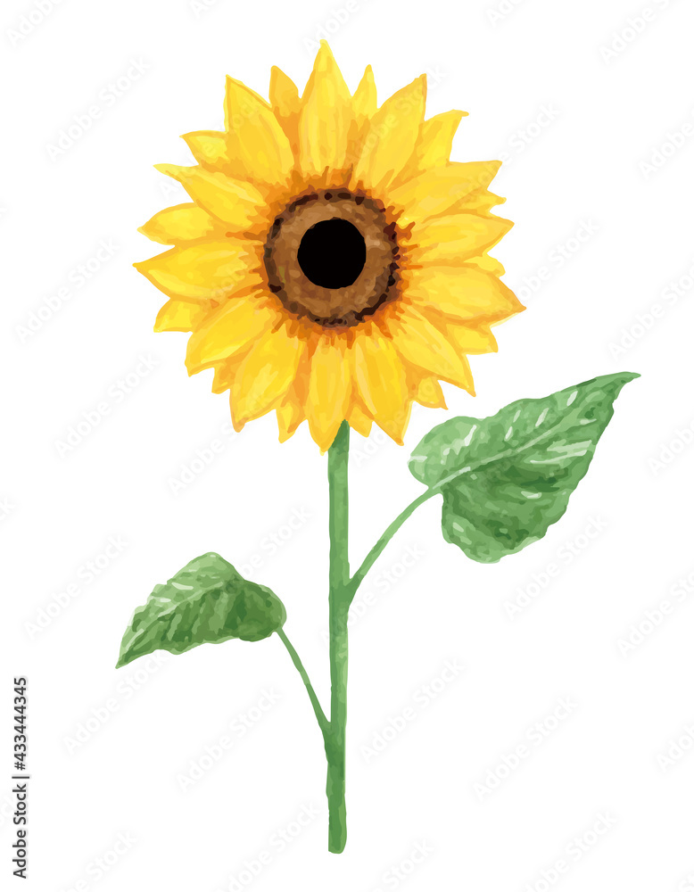 Obraz premium ひまわりの水彩イラスト