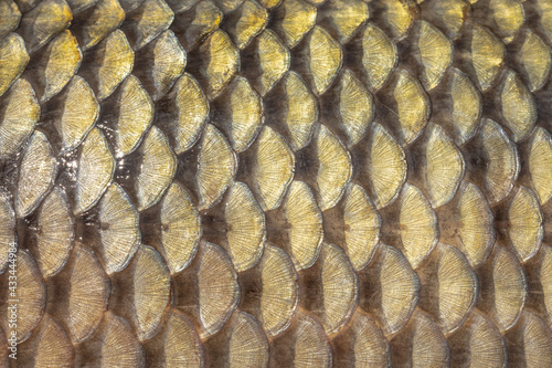 golden scales of a freshly caught carp, mirror carp, scales of a large river fish close-up, fish skin texture photo