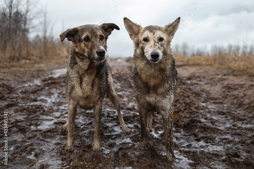 Canvas Print Very dirty and wet mixed breed shepherd dogs