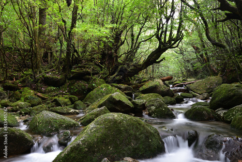 Deep forest of Yakushima  Japan