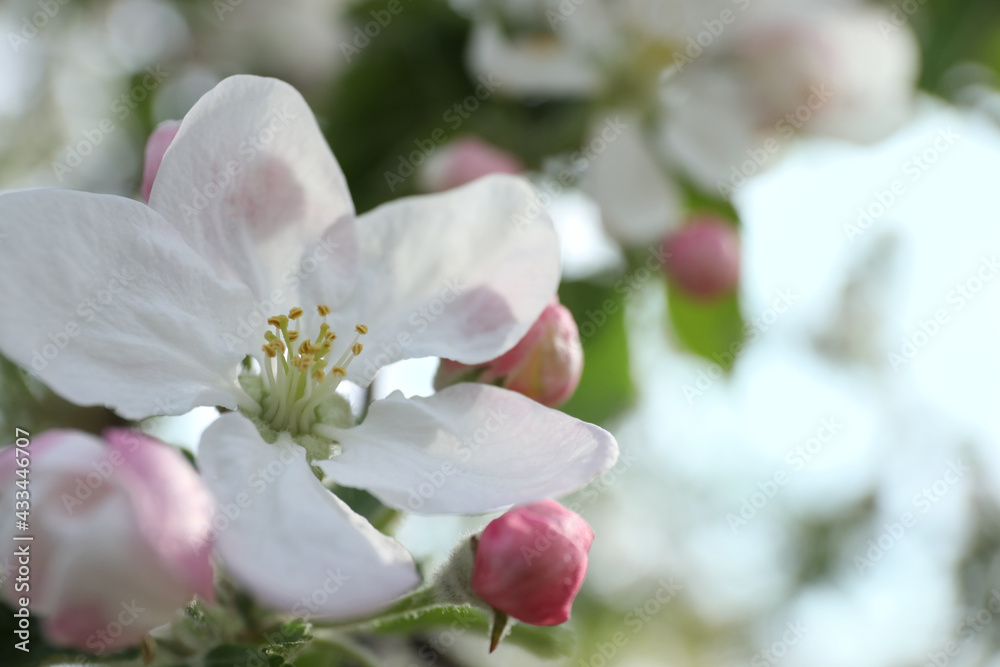 Closeup view of blossoming quince tree outdoors Closeup view of blossoming quince tree outdoors