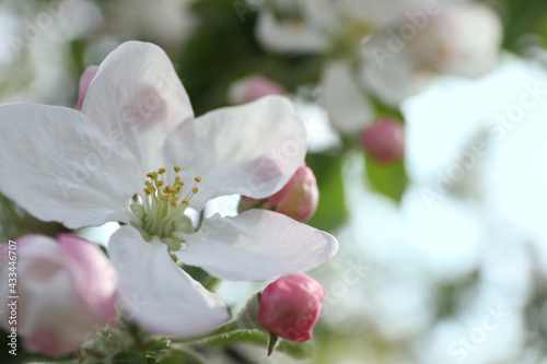 Closeup view of blossoming quince tree outdoors © New Africa