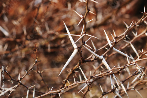 A beautiful close-up view of wild tree thorns.