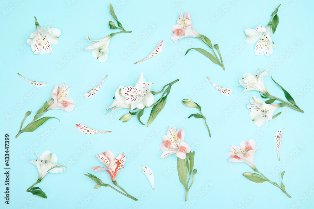 Floral pattern made of white and pink alstroemeria flowers on pastel blue background. Nature concept. Top view. Flat lay