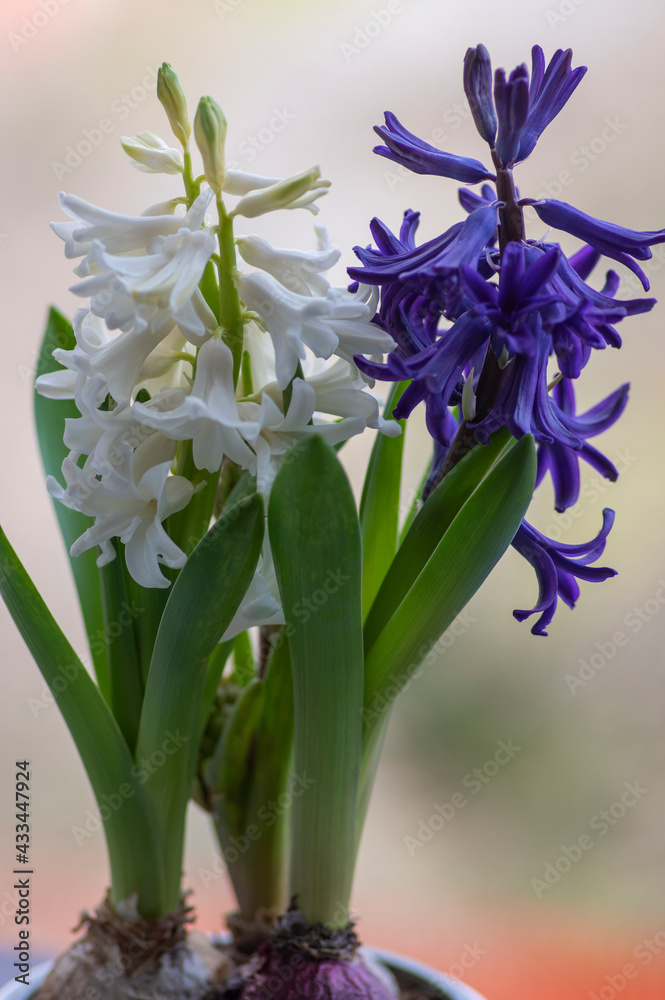 Fototapeta premium Hyacinthus orientalis ornamental beautiful springtime flowering plant, group of colorful bright flowers in bloom
