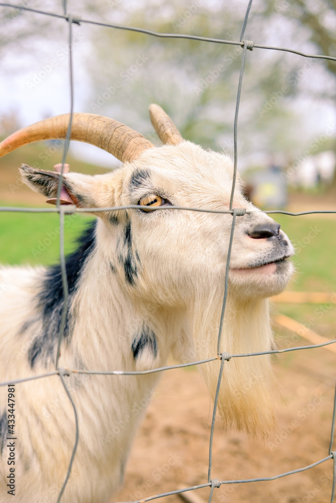 Fototapeta premium portrait of a goat