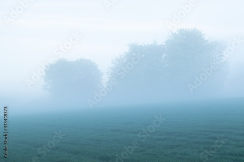 Foggy meadow landscape in Groesbeek